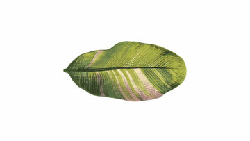 Musa