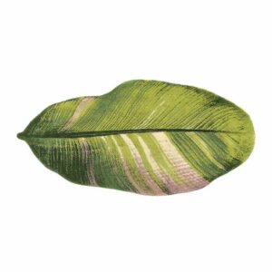 Musa